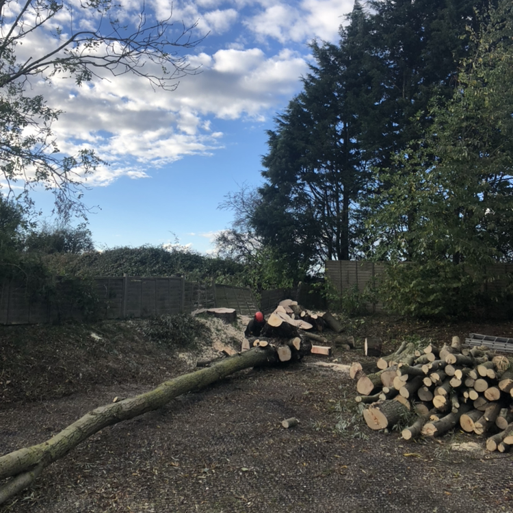 Tree Removal  North Somerset