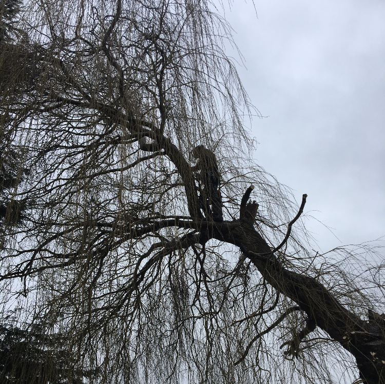 Tree Removal - North Bristol